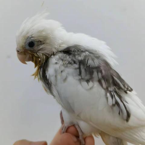 【小鸟日记8】 可怜的三皇 2024年10月16日 刘兴邦