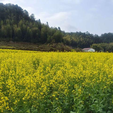 漫步春天 “童”赏油菜花