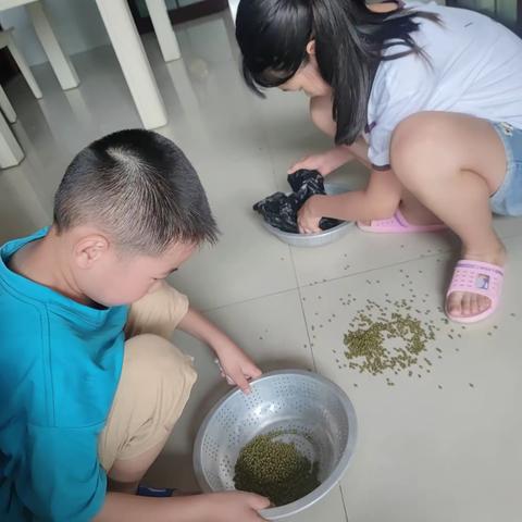 桂花园小学暑假劳动实践作业   &   绿豆芽🌱生长记