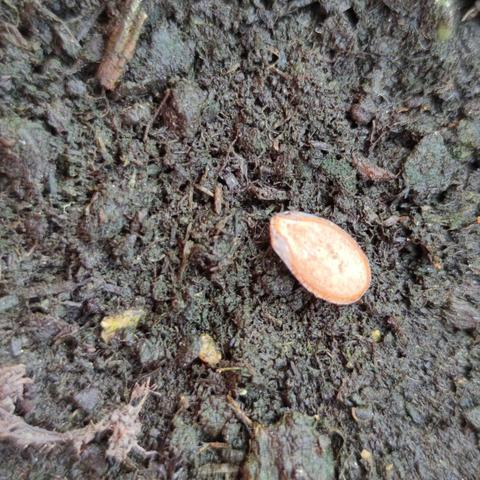 种子发芽---西瓜种植观察日记