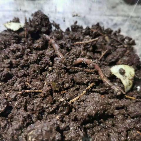 科学小实验《瓶中的蚯蚓》星辰班彭润