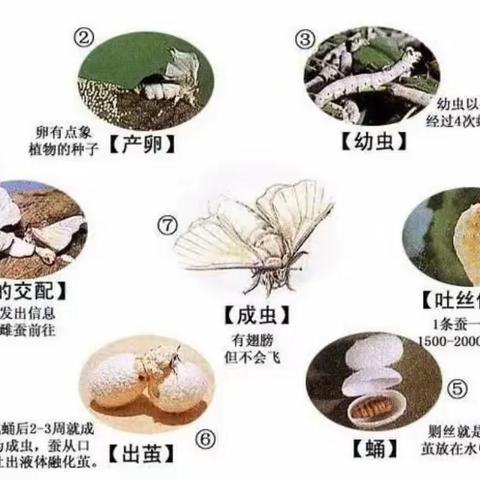 星辰班养蚕记