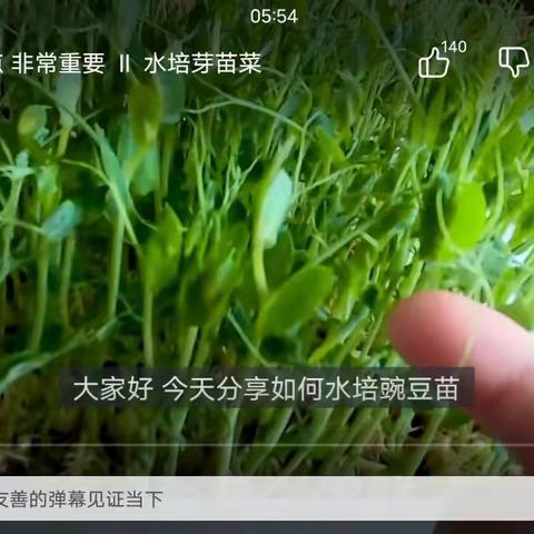 种出绿色  培出快乐——横峰一小三（4）博毅班水培植物实践活动