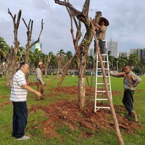 中秋佳节万绿园继续坚守岗位做好灾后恢复工作 为市民游客营造一个崭新、干净、整洁的中秋游园环境