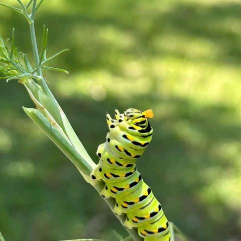 《毛毛虫🐛》