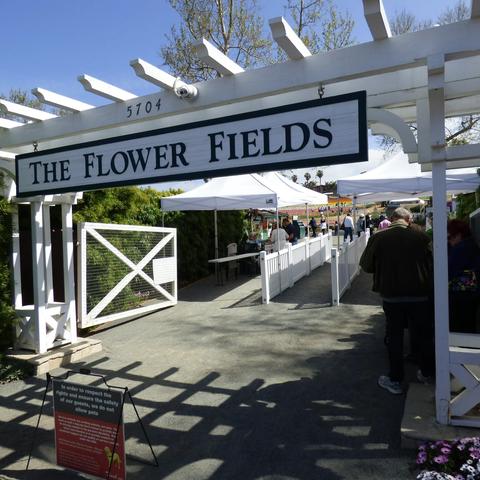 卡尔斯巴德花海  Carlsbad Flower Fields ! (1)