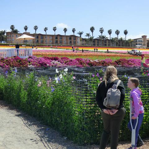 卡尔斯巴德花海 Carlsbad Flower Fields ! (3)