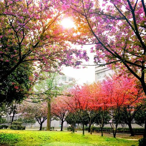 再见！我六年的展辉时光——三叶草文学社六年级毕业生作文专辑