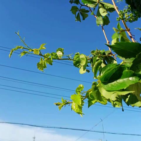 峰峰封城解封的第一天早晨