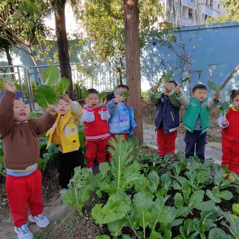 小手搓汤圆，暖心迎冬至——启发幼儿园小一班