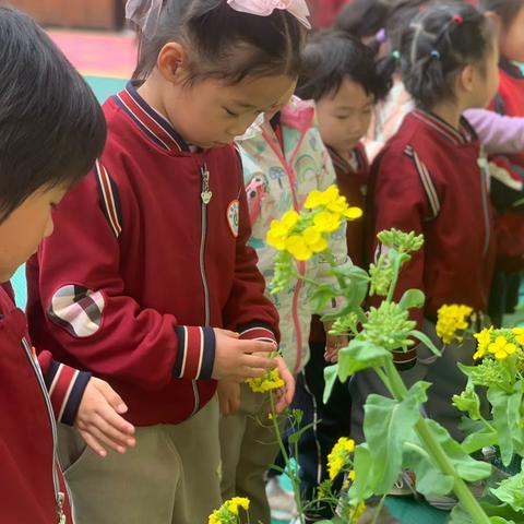 🌿🌷春风有信 花开有情🌿🌷