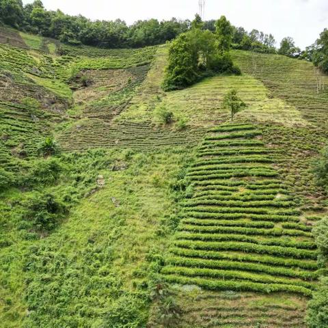 紫阳茶叶气象科技小院开展茶叶病虫害调查