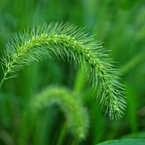 《爱上狗尾巴草，畅享快乐的童年》——星火幼儿园海军1班