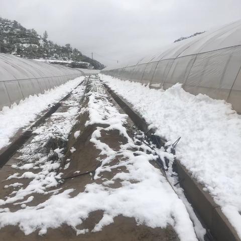 大雪后指导瓜菜农应对极端天气，尽量减少损失、尽快恢复生产，！