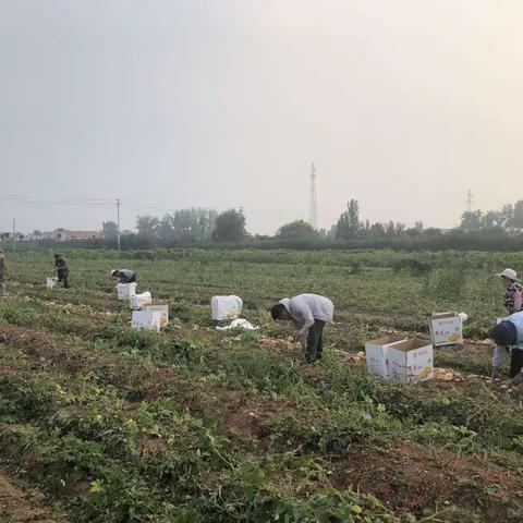 四合街村二百亩土豆喜获丰收