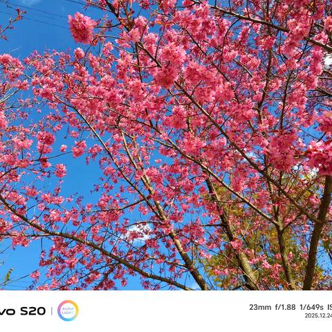 五育并举 伴我成长 ——褚家小学第十七周周记