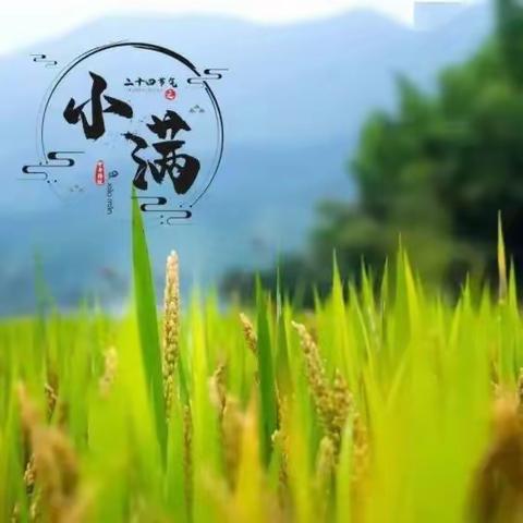 【二十四节气】小满未满，万物可期——智洋幼儿园小满节气主题活动