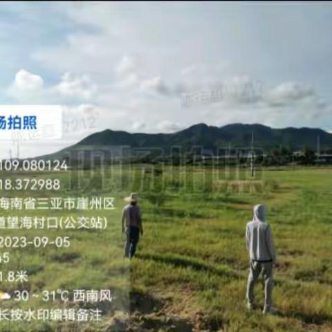 崖州区各村（社区）居开展焚烧秸秆整治工作日报（9.5）