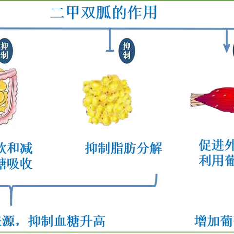 二甲双胍的用药小知识