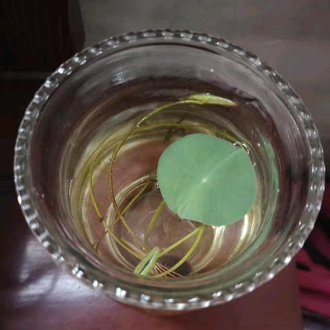 【实践记录】种一碗绿色，赏一夏假期（郝子玉）