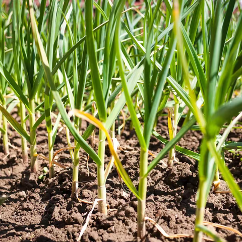 富贵山林幼儿园2025年秋学期中班课程故事—【蒜出精彩】