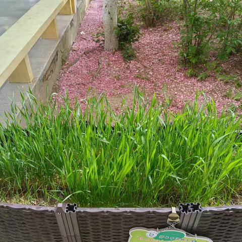 小麦成长日记 2024级14班