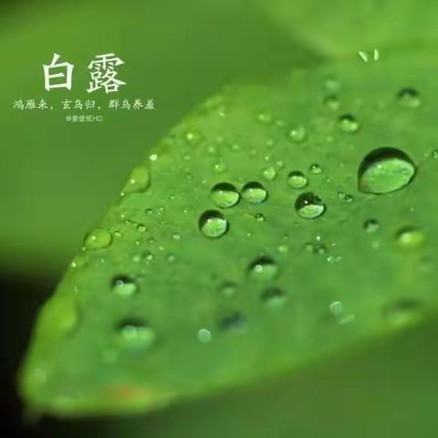 【传统文化】秋风生白露  露至秋意浓——东乌旗第四小学“节气之约·白露”主题活动