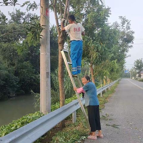 湖滨村开展人居环境整治，树木修整