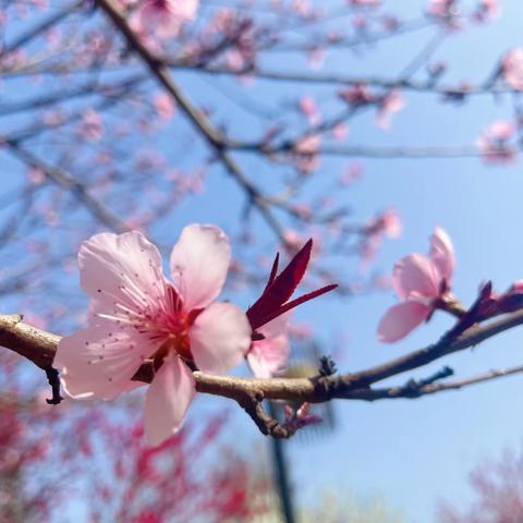 “樱花初绽又一年，笑迎护岗有志愿”春天里最美的诗行，漯河市实验中学八（2）班，“护学岗”活动纪实。