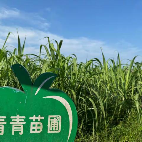 细细青青草，丰年击壤声——余江区第五小学劳动基地玉米收获篇