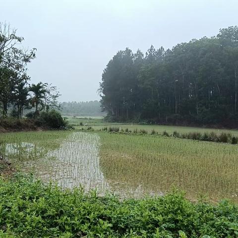 阴雨连绵不停歇，富文镇秸秆禁烧不松懈