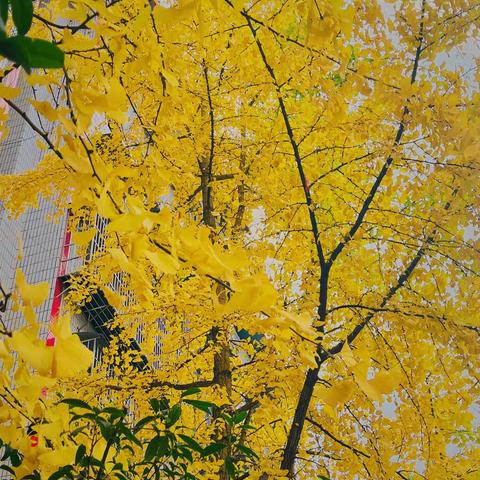 冬之初始  不负韶华——天水市建设路第三小学2023年秋季学期第十五周值周总结