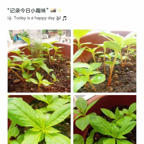 凤仙花成长记