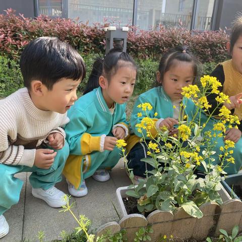 【芜湖市鸠江北路幼儿园小二班】艾草开出“花”