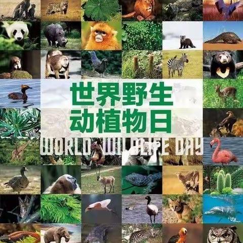 携手共建 和谐共生——龙河林场开展“世界野生动植物日” 主题宣传活动