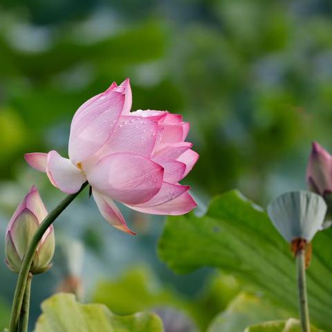 雨后芙蓉