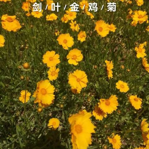 邂逅金鸡菊