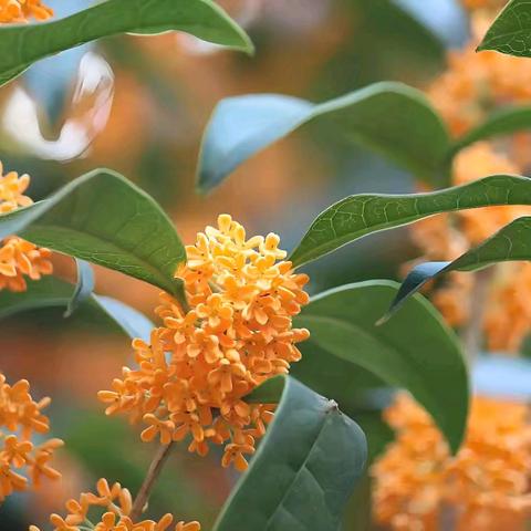 又闻校园桂花香