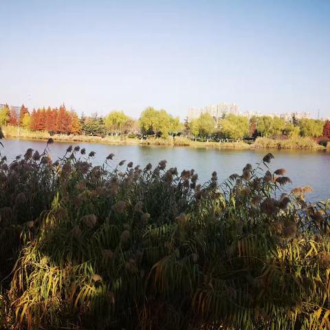 古黄河雄壮河湾公园里的芦苇