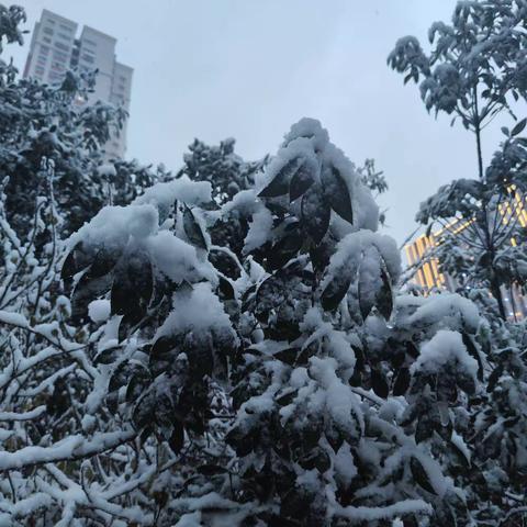 以雪为令 清雪暖人心