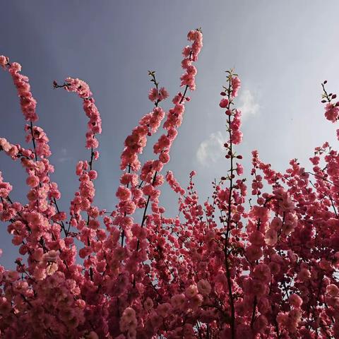 最美人间四月天，课堂风采润心田——记五十五中访学活动