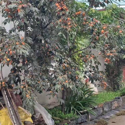 金秋国庆：硕果与家国同辉