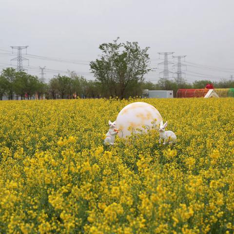 多彩津港助力最美油菜花节