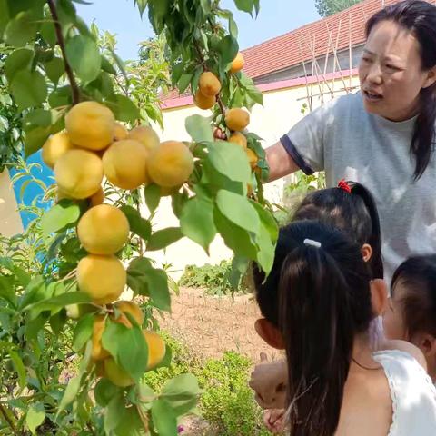 "杏"好有你，采摘快乐！五莲县同俗幼儿园简篇