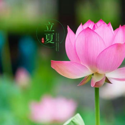 落花不知春已过，风暖连阳始觉夏 —— 海育幼儿园中三班