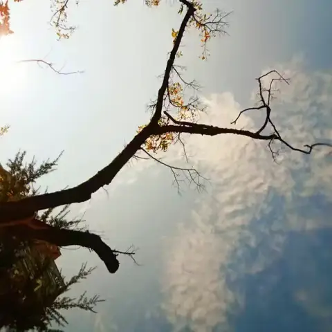 小说《野蓟与子弹壳》