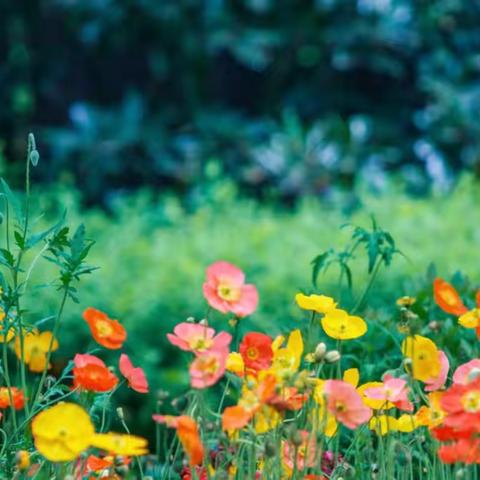 蔡家关幼儿园——大班田园活动