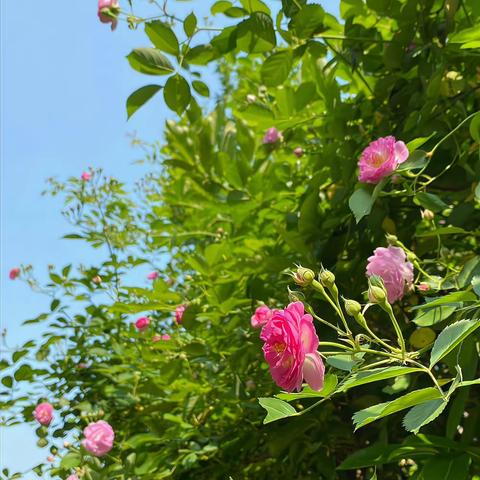 芬芳五月 草长莺飞——塔镇尕孜买里小学一周工作总结