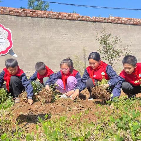 劳动结硕果 金秋落花生——龙泉寺完小劳动基地“刨花生”系列活动