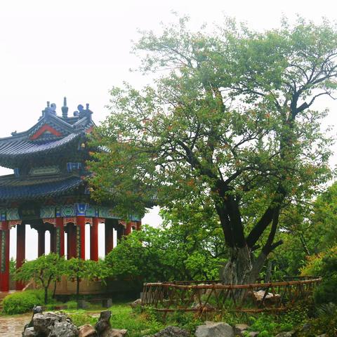 雨后的南京梅花山